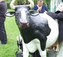 Krowa do dojenia