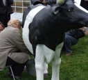 Krowa do dojenia
